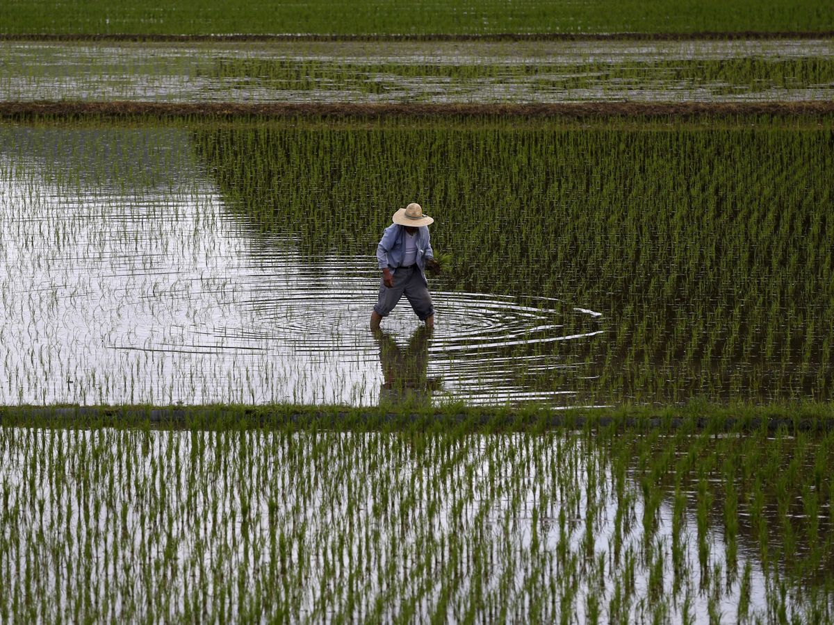 Foto: Plantación de arroz. (Reuters)