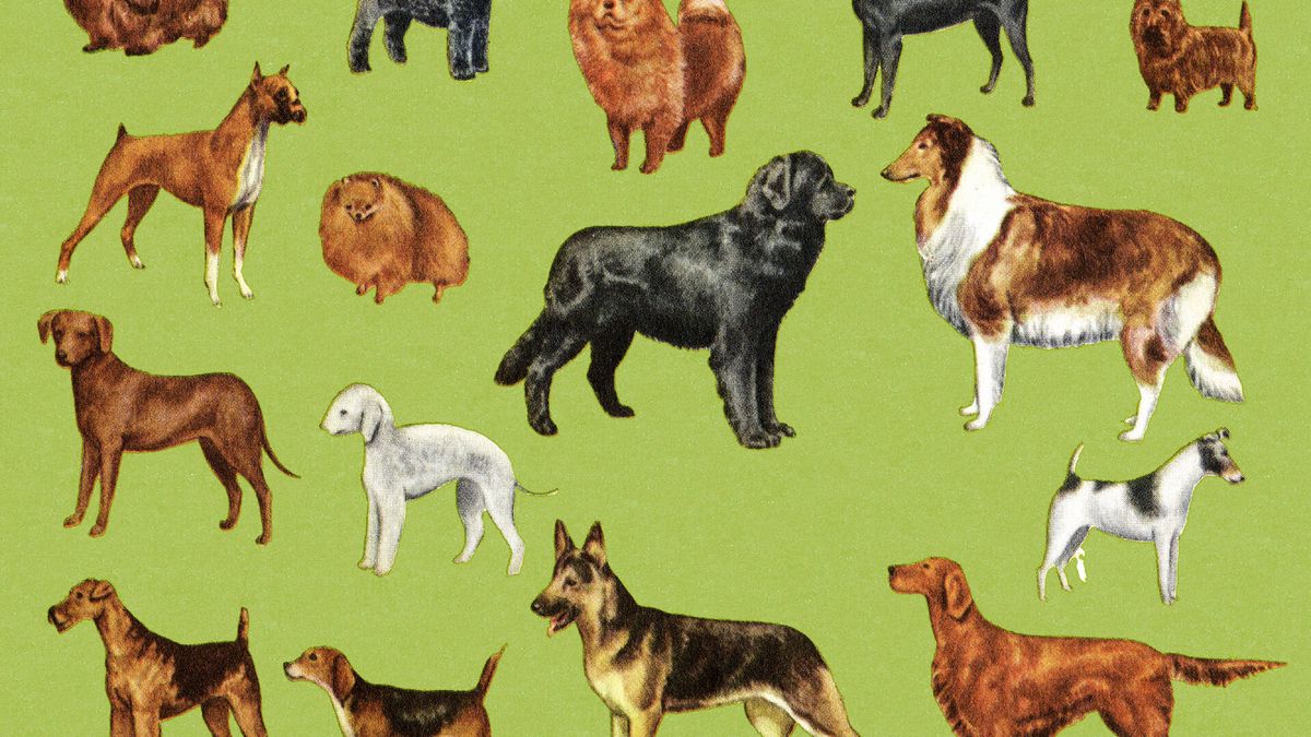 Las 5 razas de perro más desobedientes: son bonitos, pero no te hacen ni caso