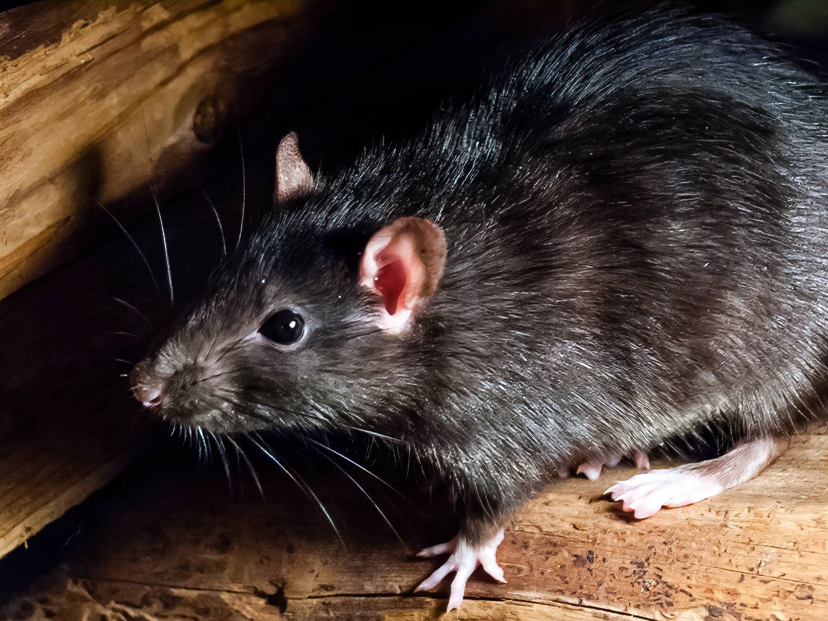 Foto: El funcionamiento del cerebro de las ratas no es tan diferente al de los humanos (iStock)