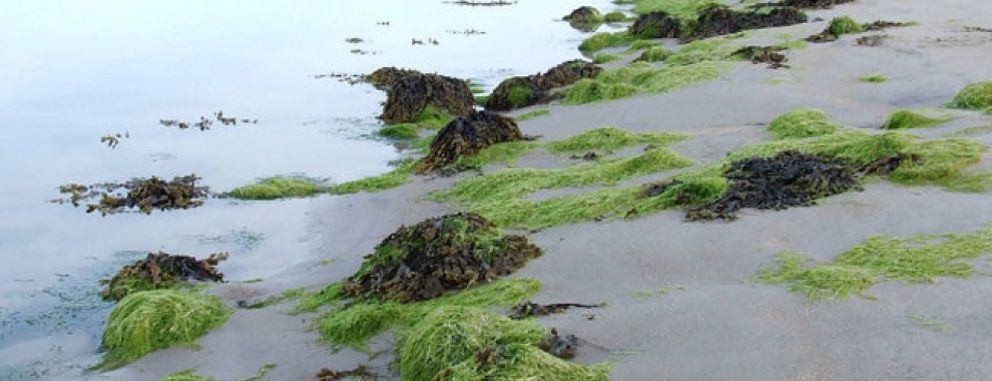 Foto: Algas: descubra los grandes beneficios de las verduras del mar