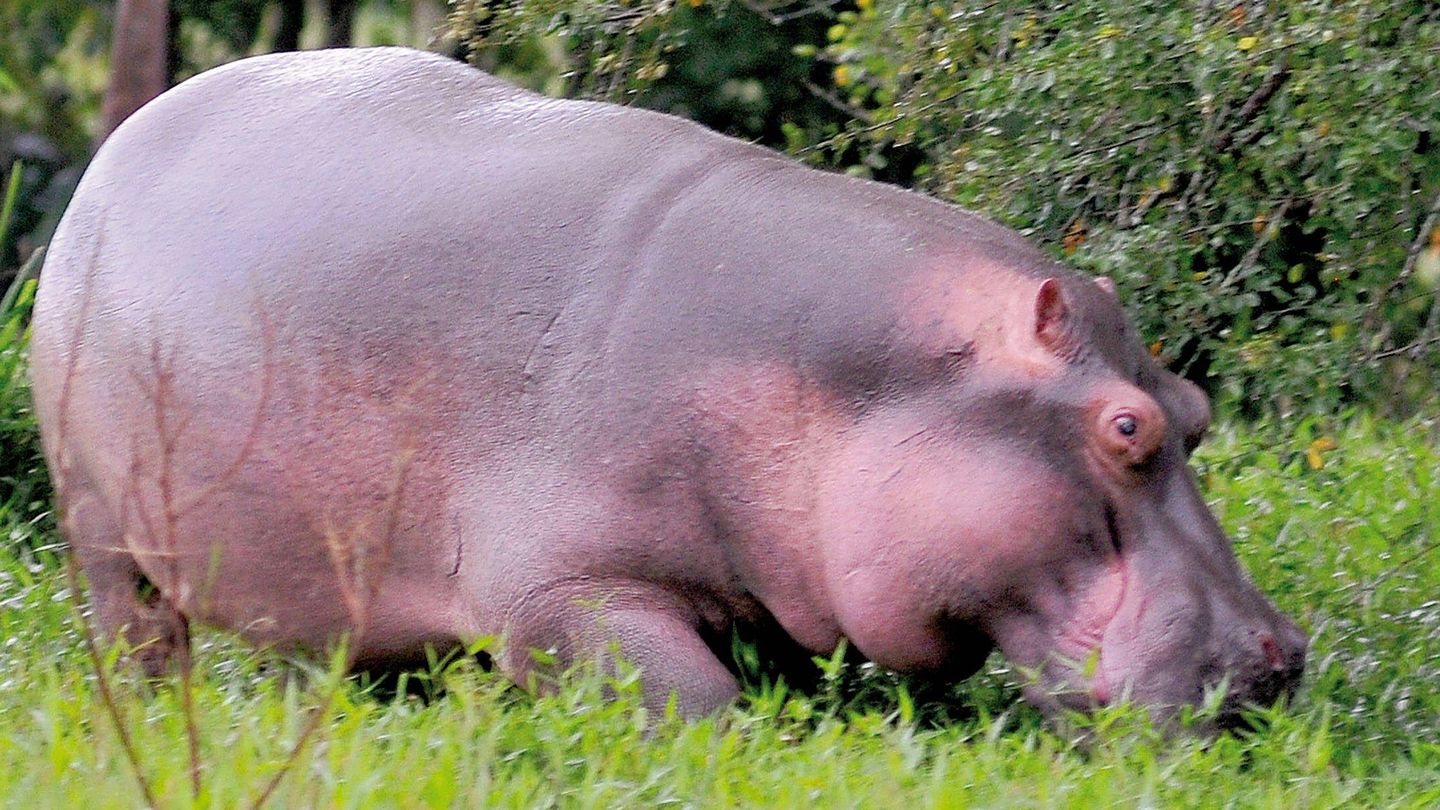 Uno de los hipopótamos, en los alrededores de la Villa Nápoles. (EFE)