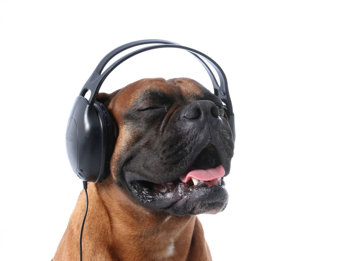Foto: Un perro escuchando placenteramente música (iStock)