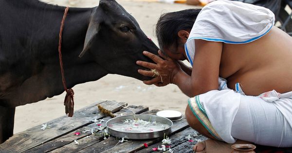 Foto: Un devoto hindú reza a una vaca en India. (Reuters)