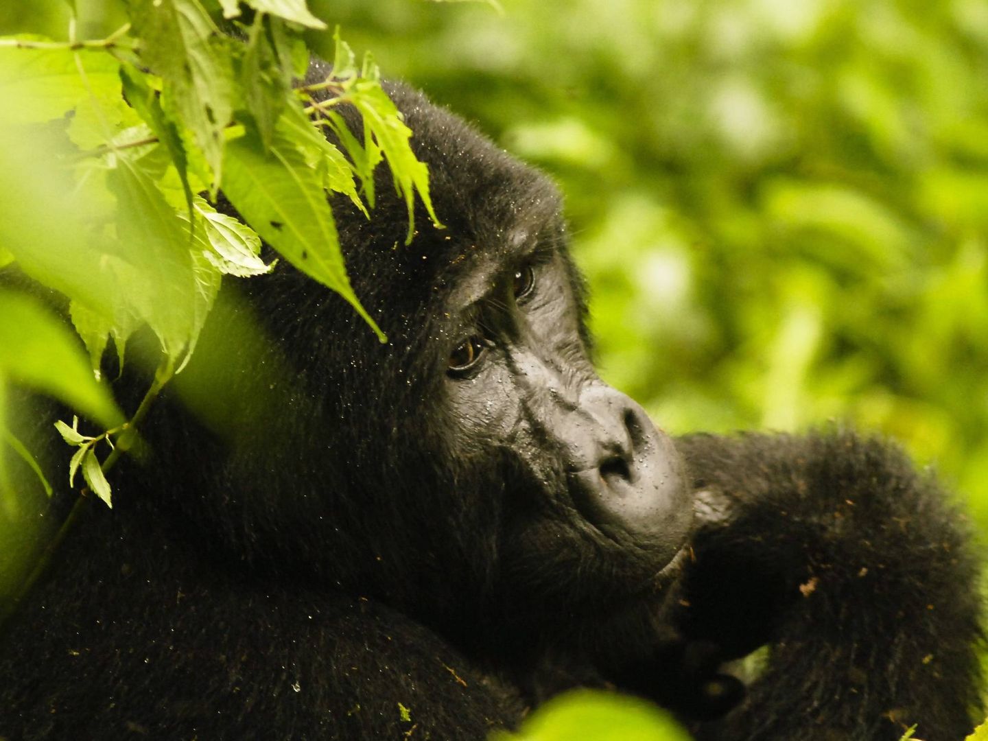 Un gorila de montaña Foto: EFE/ Marc Hofer