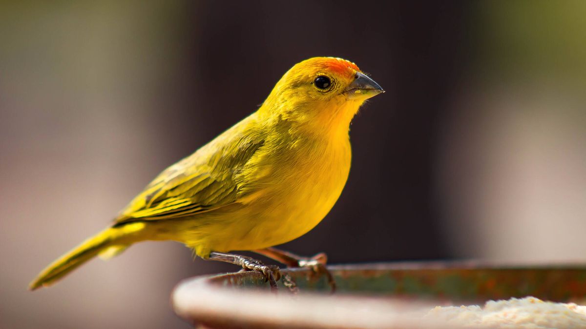 "Los pájaros no existen": las curiosas argumentaciones de los negacionistas de las aves