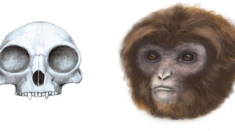 Un mono catalán extinto da pistas sobre la evolución de los simios