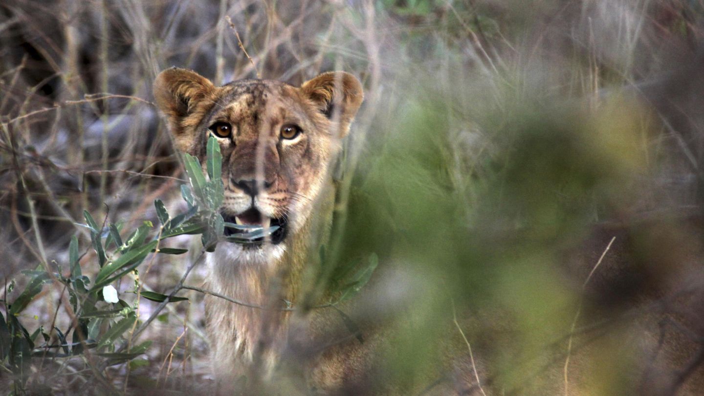 Los leones han desaparecido ya de 26 países africanos. (Reuters/Philipp Henschel)