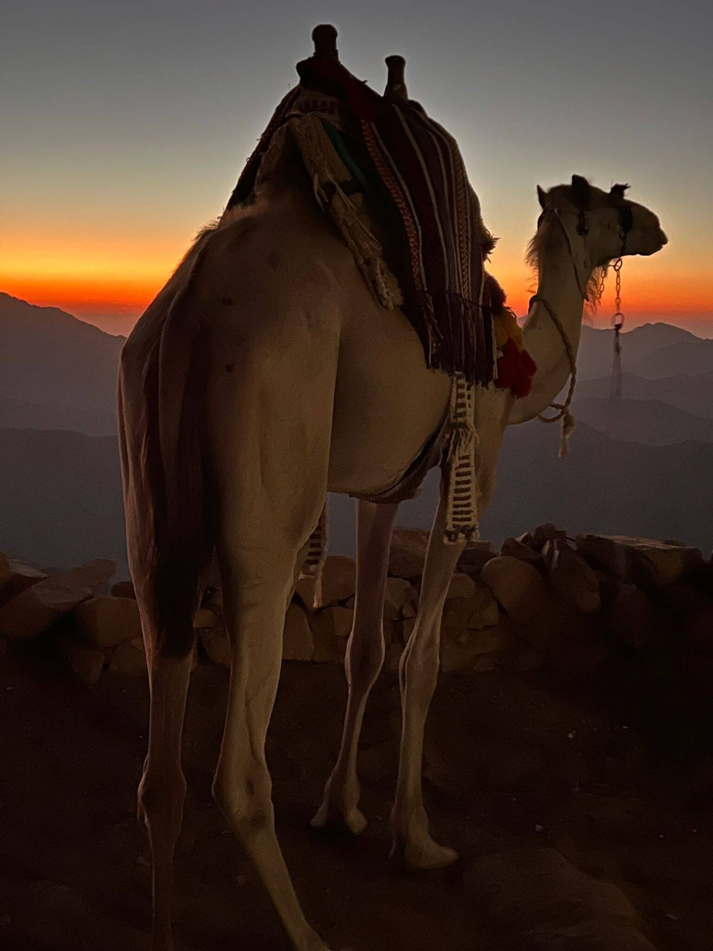 El camello del Sinaí (C.S)