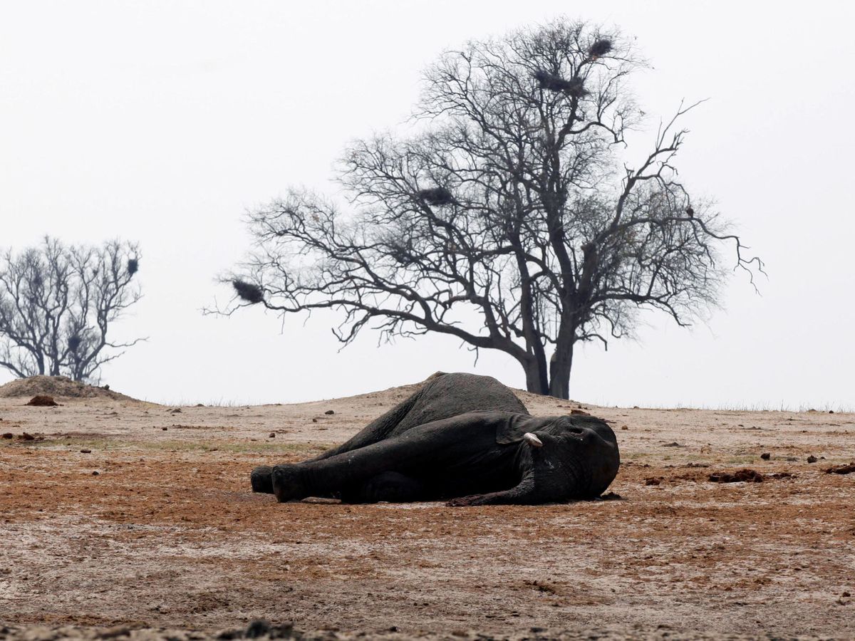 Foto: El cuerpo inerte de un elefante que ha muerto envenenado en Zimbabue (Reuters)
