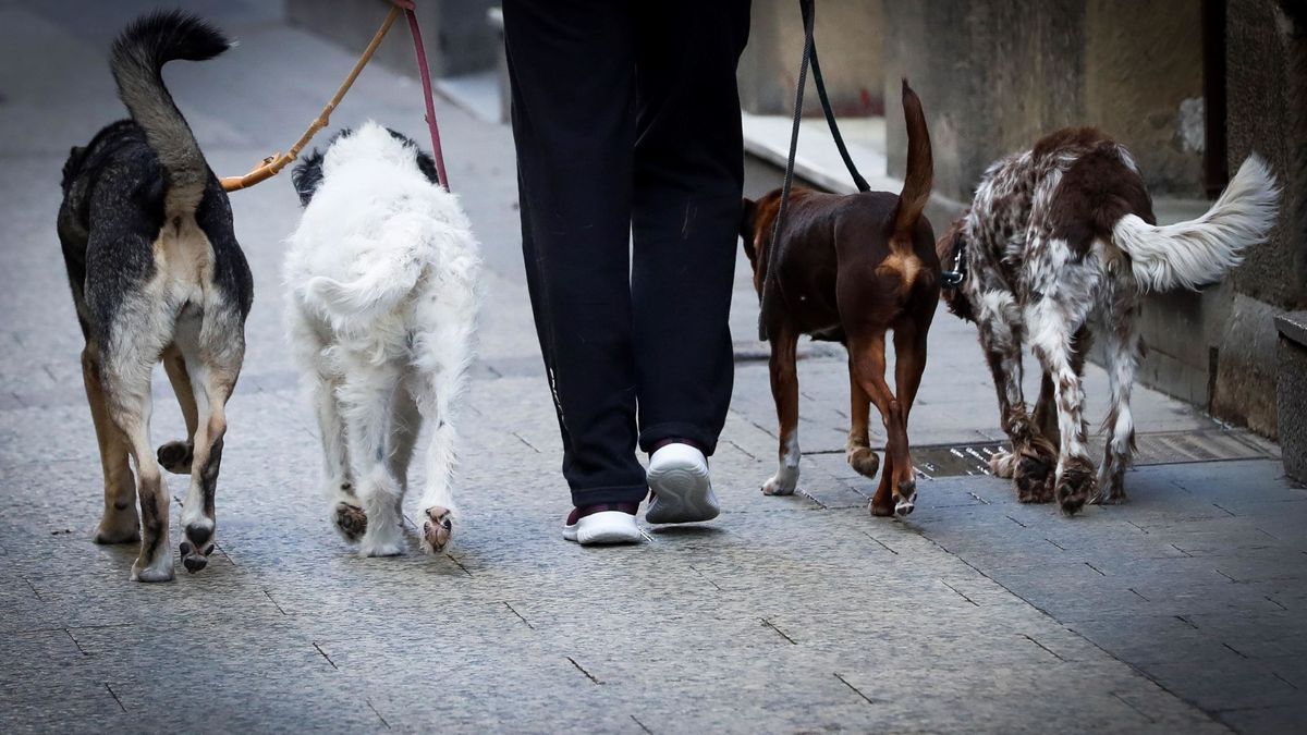 Sudáfrica prohíbe a sus ciudadanos sacar a pasear a los perros en cuarentena
