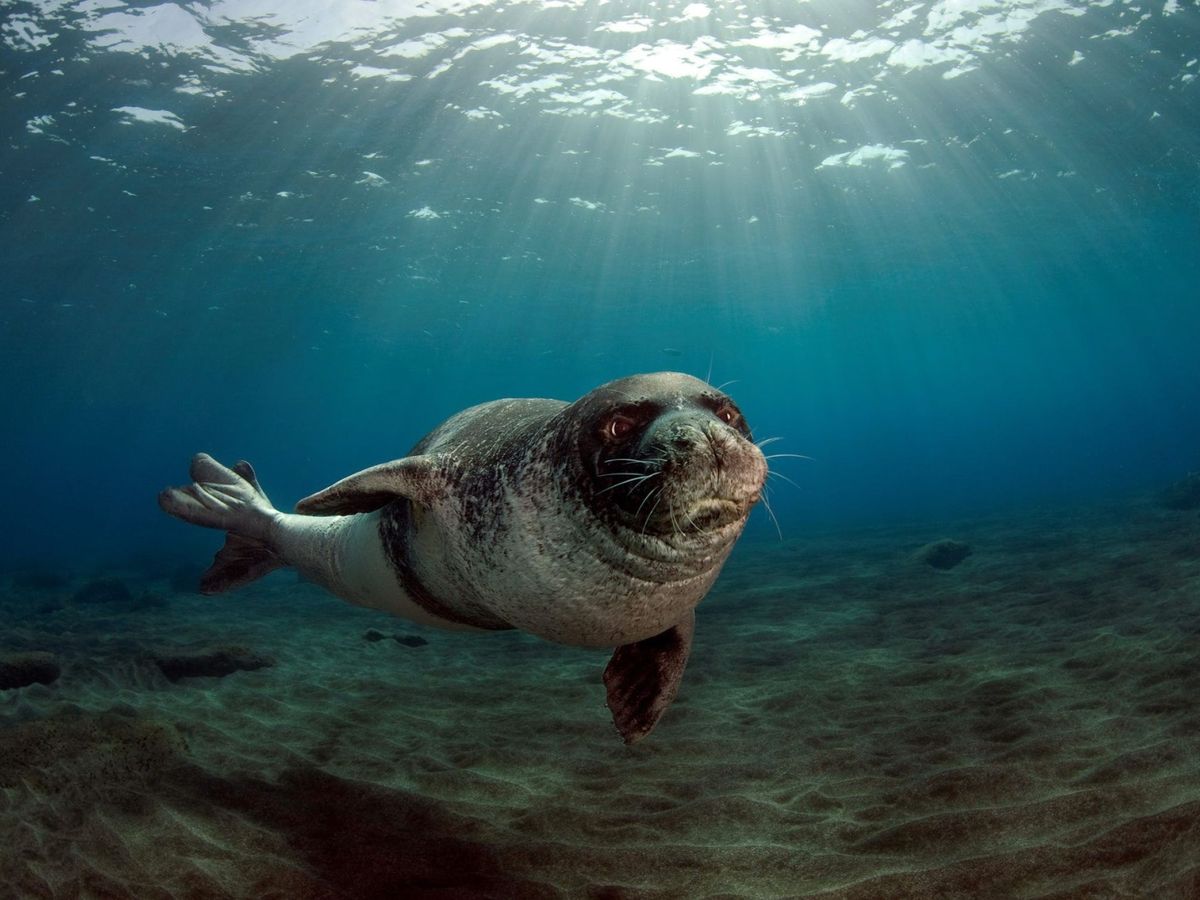 Foto: Una foca monje en la actualidad. (EFE)