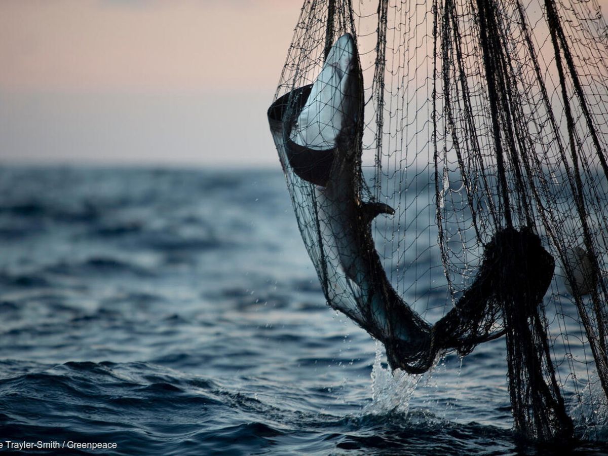 Foto: Tiburón capturado. (Reuters)
