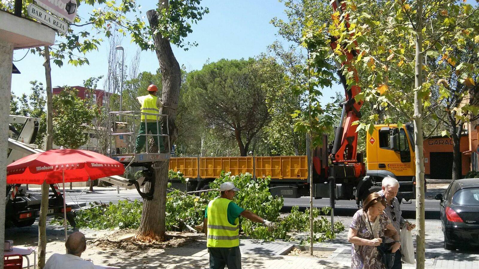 Foto: Trabajos de poda y tala en Madrid dentro del Plan Extraordinario de Renovación del Arbolado.