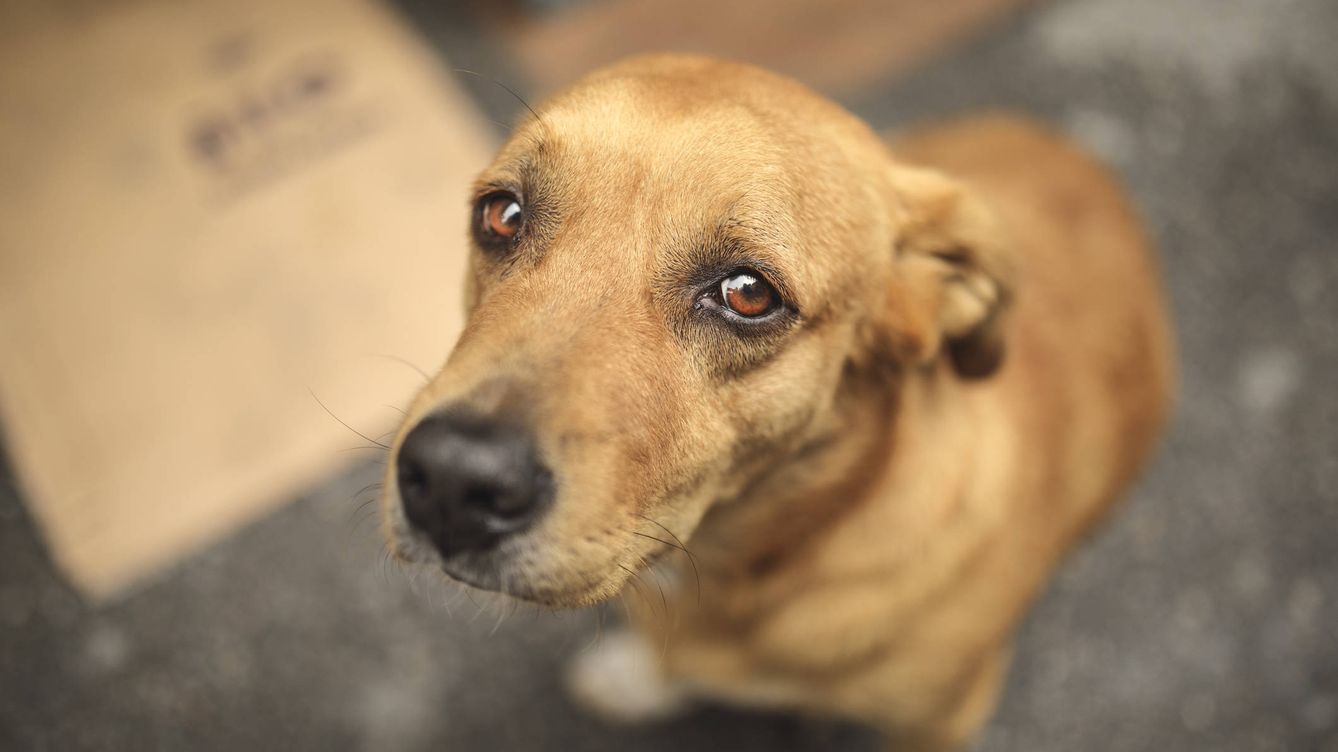 Foto: Imagen de un perro abandonado. (iStock)
