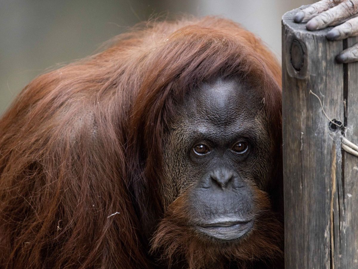 Foto: La orangutana Sandra, que en 2014 se convirtió en el primer animal reconocido como "persona no humana" en Argentina. (EFE)