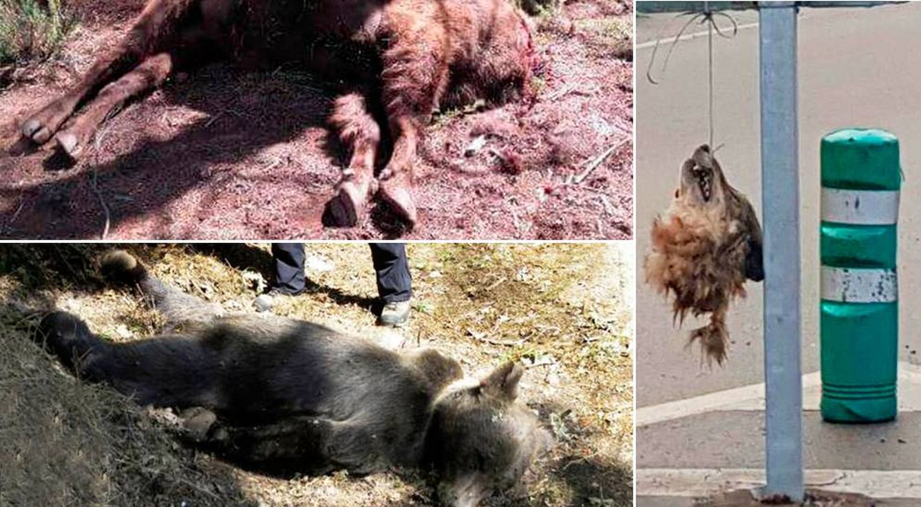 Bisontes y lobos decapitados y osos tiroteados recientemente en España.