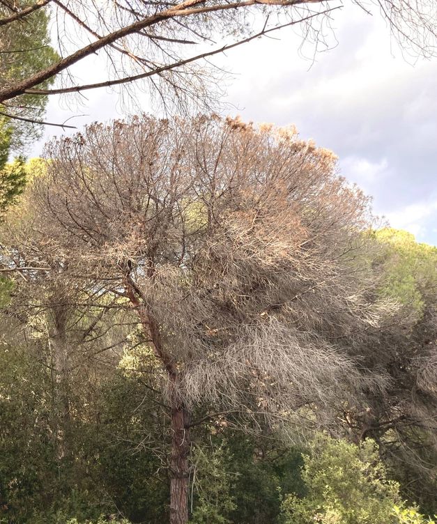 Los pinos, afectados por las plagas, sucumben a la sequía. (Jose Luis Gallego)