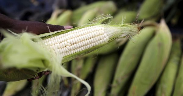 Foto: Mazorca de maíz (Foto: Reuters)