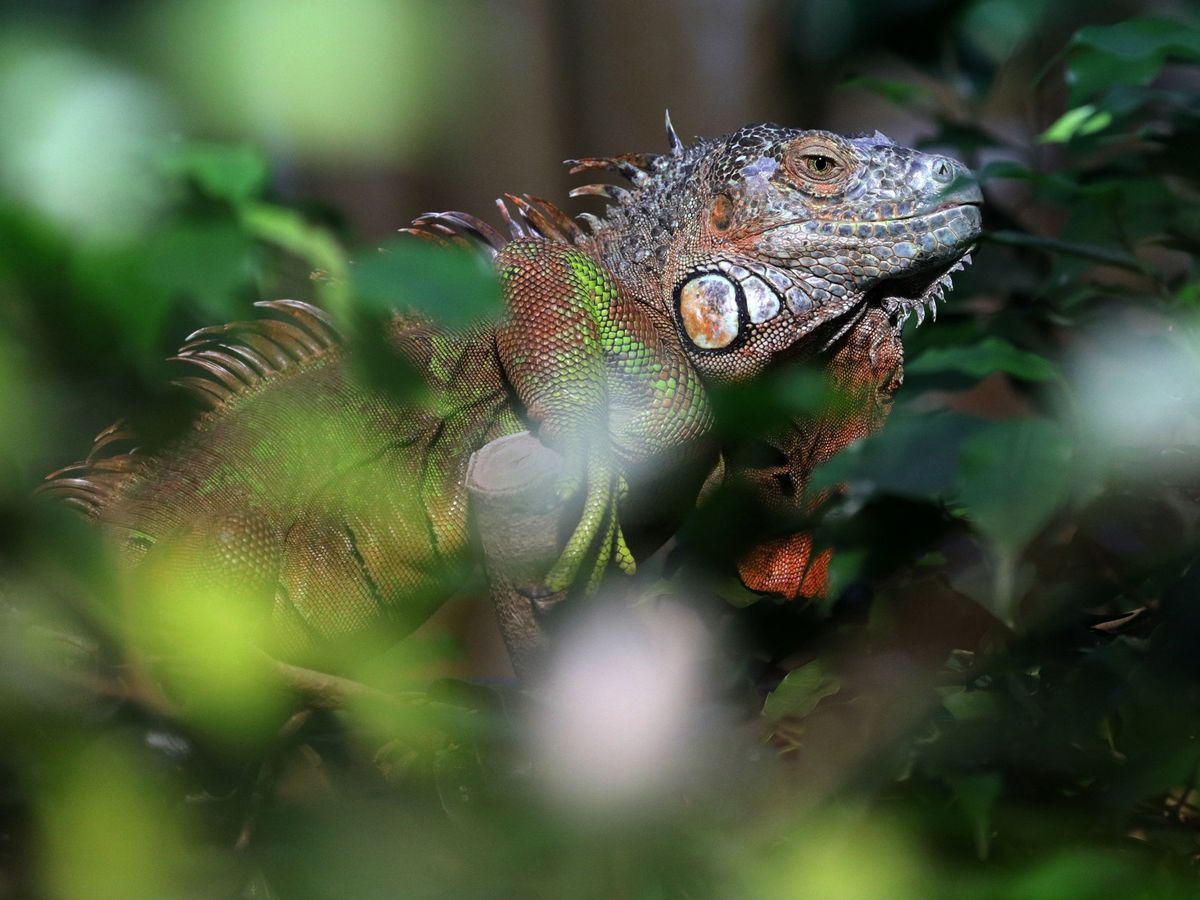 Foto: Las iguanas se ven muy afectadas por las bajas temperaturas, llegando a quedar inmóviles (EFE EPA/Felipe Trueba)