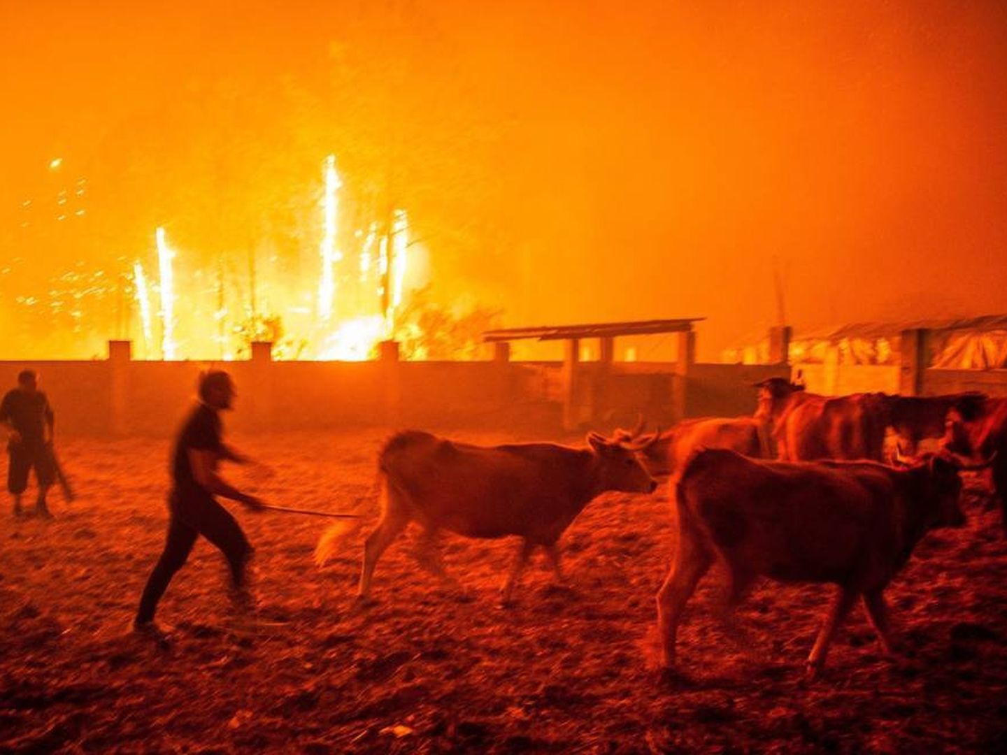 Granjas de pollos, explotaciones ganaderas, viñas, bodegas… Nada escapó a las llamas.