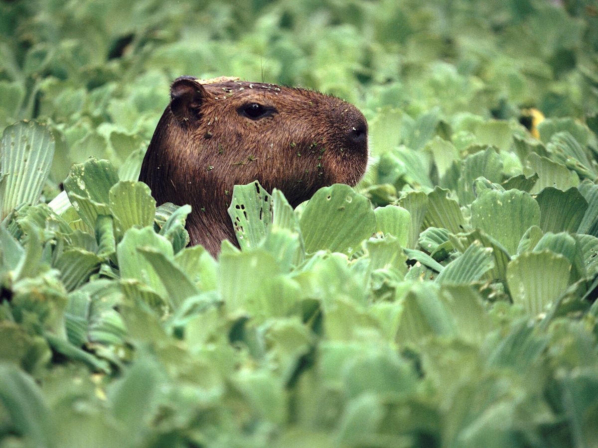 La capibara: el roedor más grande del planeta