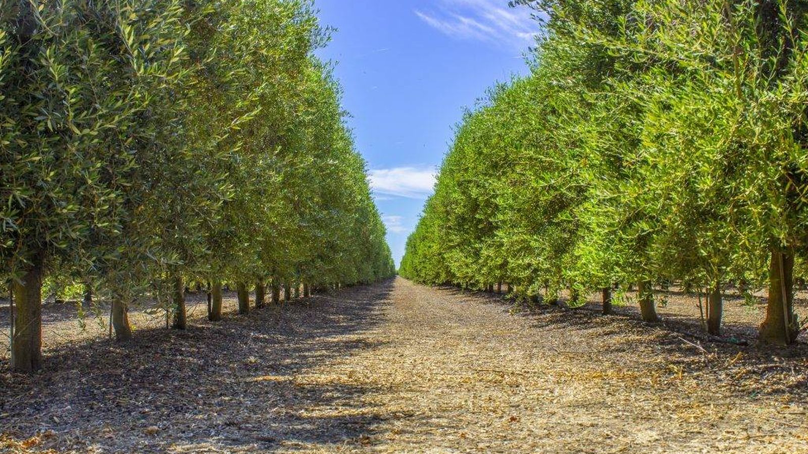 Foto: Olivares plantados en superintensivo (seto) en California para producir aceite. (TCC Properties)