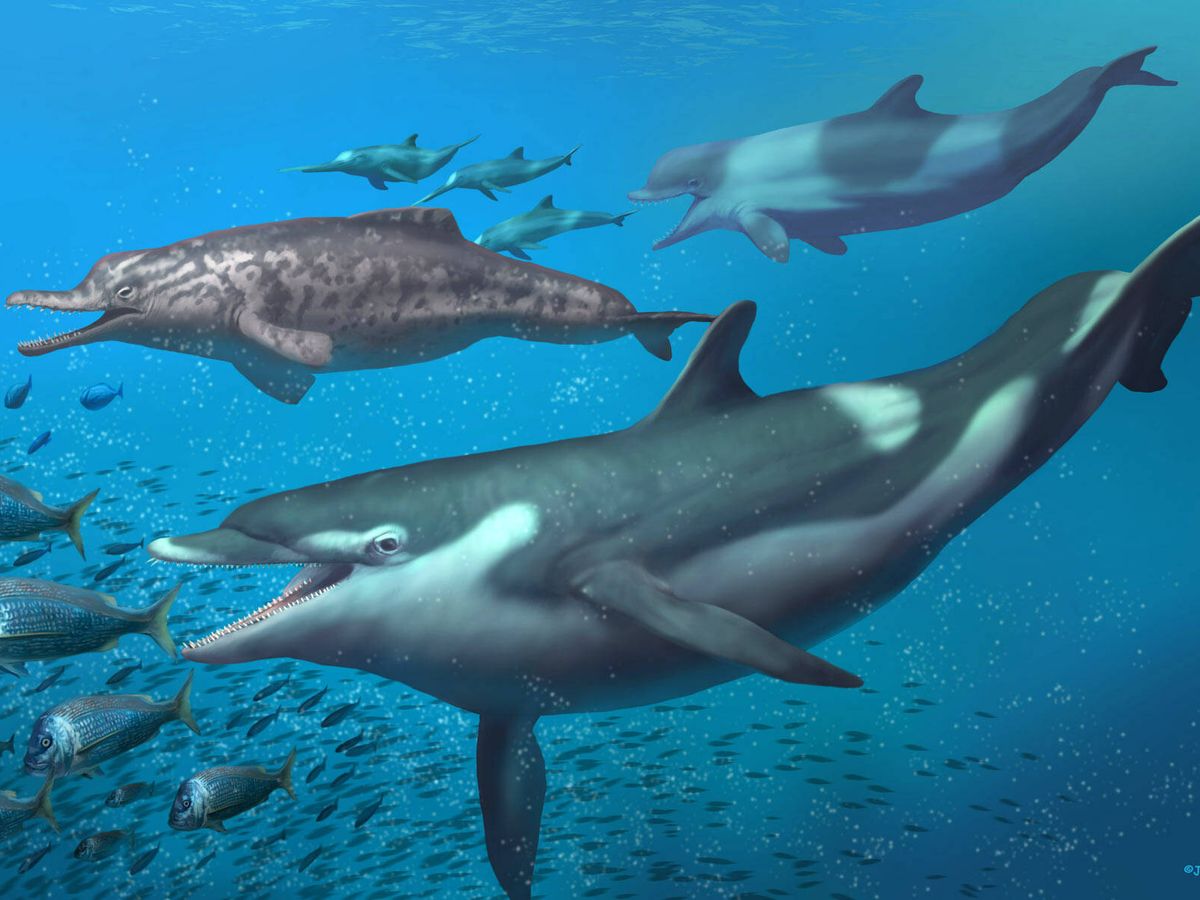 Foto: Así serían los delfines descritos en esta investigación (Jaime Chirinos)