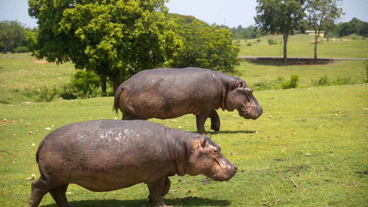Un hipopótamo mata a un niño y deja 23 desparecidos tras embestir una canoa en Malaui