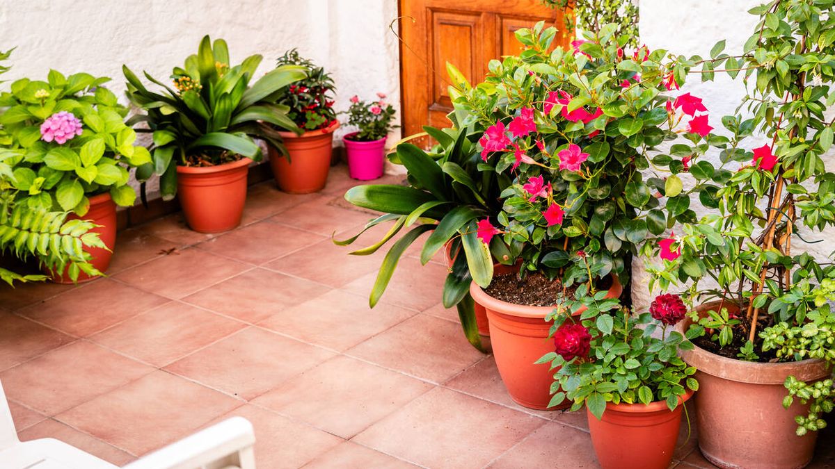Los sencillos trucos para cuidar las plantas de tu casa y tu jardín en los meses de verano