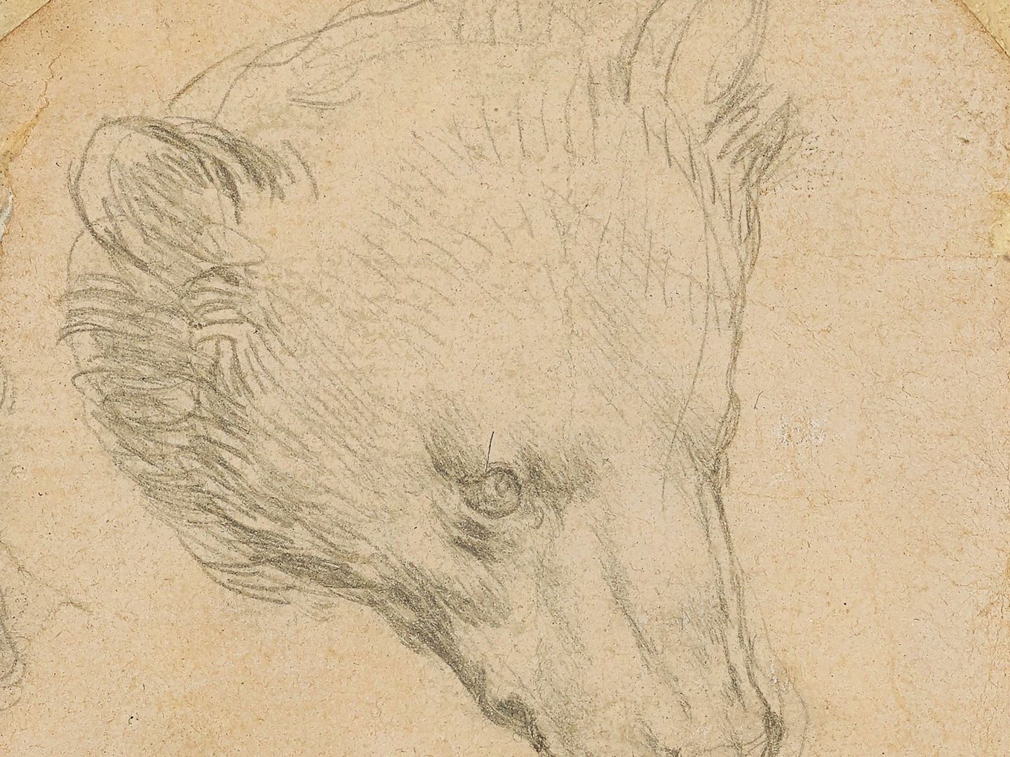 'Head of a bear'. (EFE)