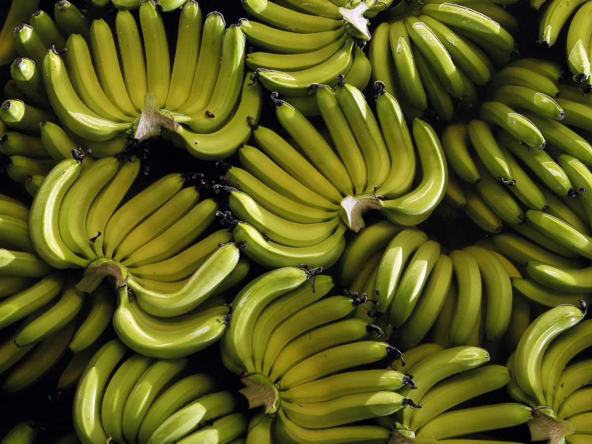 Foto: Bananas en una plantación de Guayaquil, Ecuador. (Reuters/Guillermo Granja)
