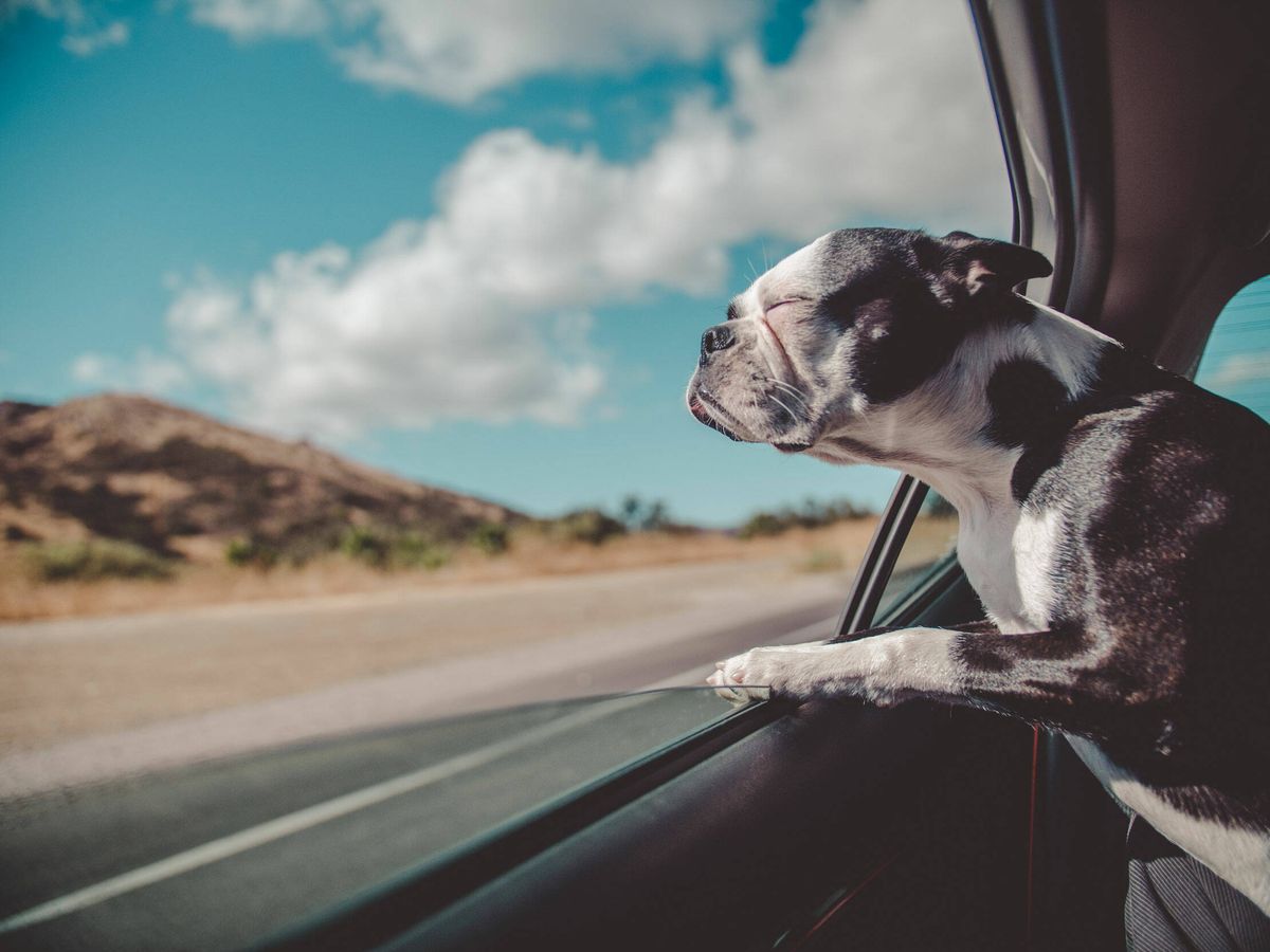 Foto: Consejos y accesorios para viajar seguro con tu mascota (Avi Richards para Unsplash) 