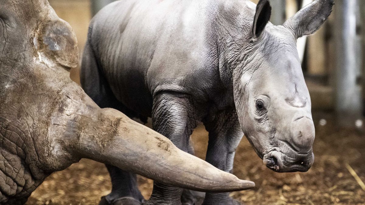 Perros entrenados para atacar a los furtivos logran salvar la vida de 45 rinocerontes