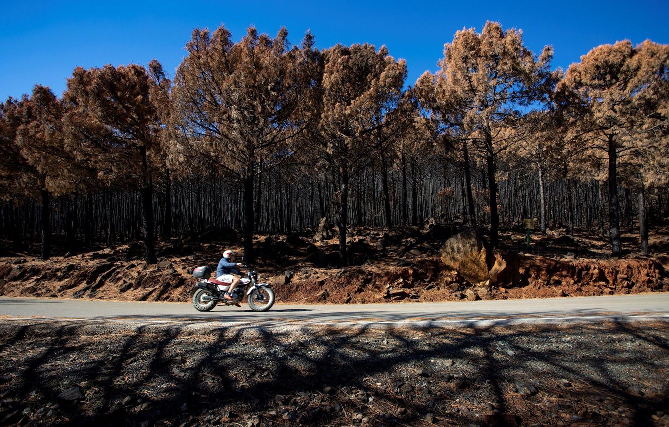 Arboles quemados en la zona devastada por el incendio forestal en la Sierra Bermeja. (EFE/Daniel Pérez)