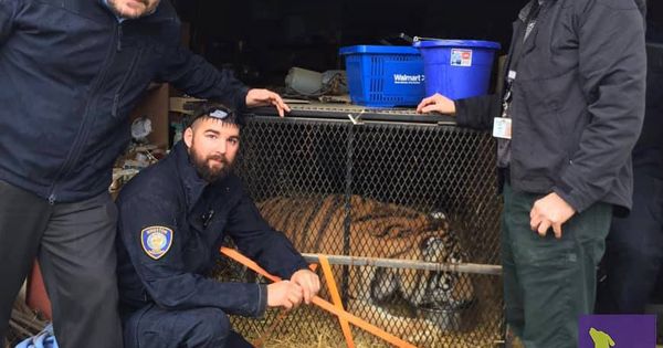 Foto: Los responsables de BARC, junto al tigre en su diminuta jaula (Foto: Facebook)