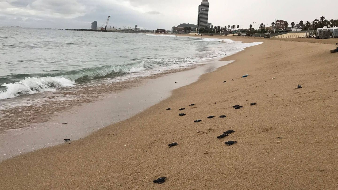 Crías de tortuga regresando al mar en una playa de Barcelona. (EFE/GdC)
