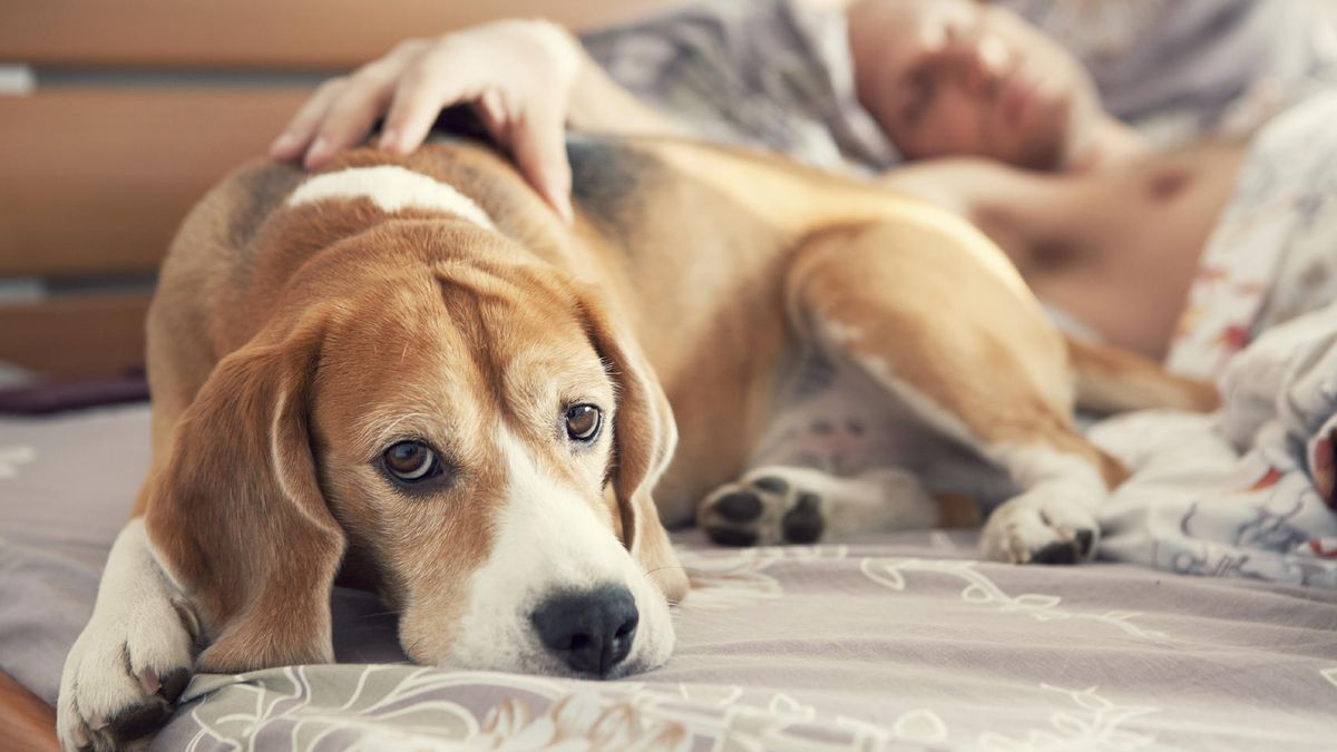 Clínica Mayo: dormir en la cama con tu mascota quizá no sea buena idea 