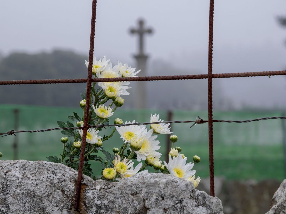 Foto: Flores en un cementerio. (EFE)