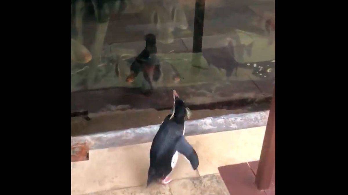 Estos pingüinos aprovechan el cierre de su acuario por el Covid para visitar a sus amigos