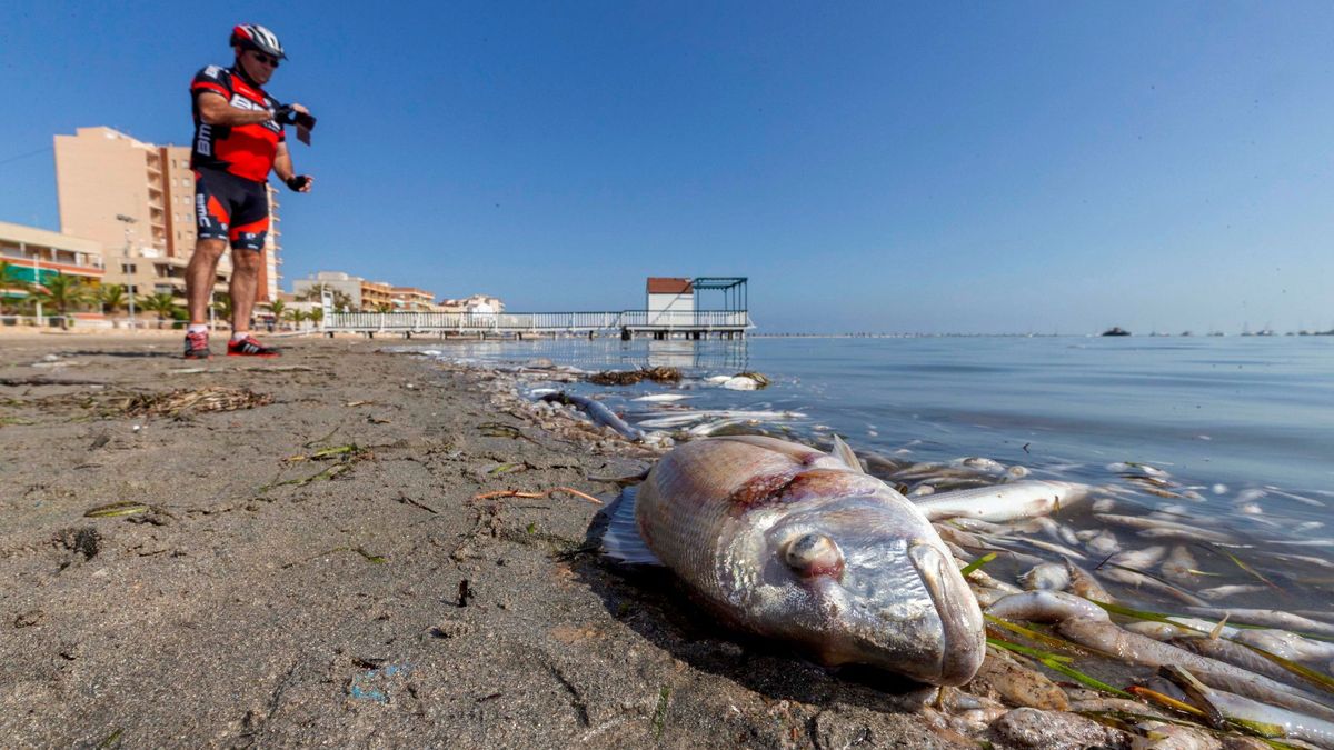 Miles de peces muertos en el mar Menor: la verdadera razón del desastre en Murcia
