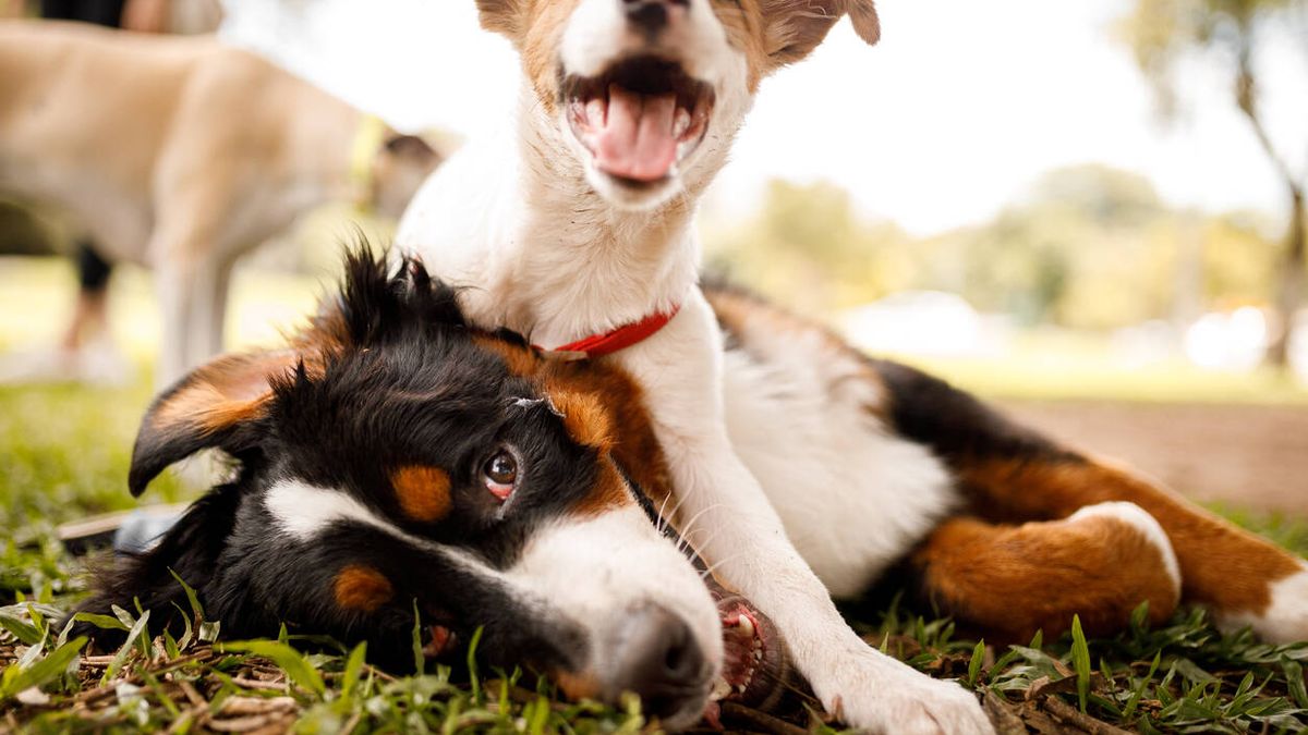 Soy experto en comportamiento canino y estas son las 5 razas de perro más desobedientes