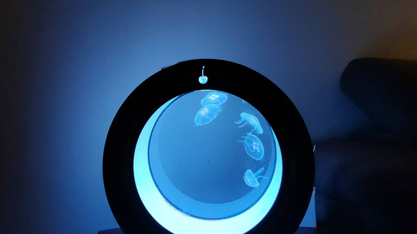 Un medusario en una mesilla de noche. (Cedida)