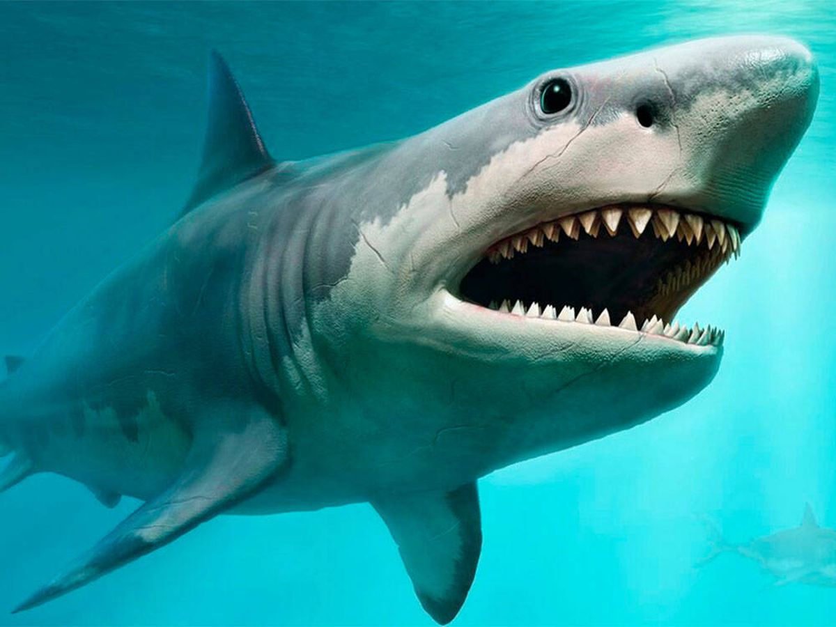 Foto: Megalodón: la razón por la que pudo extinguirse el tiburón más grande del mundo (iStock)