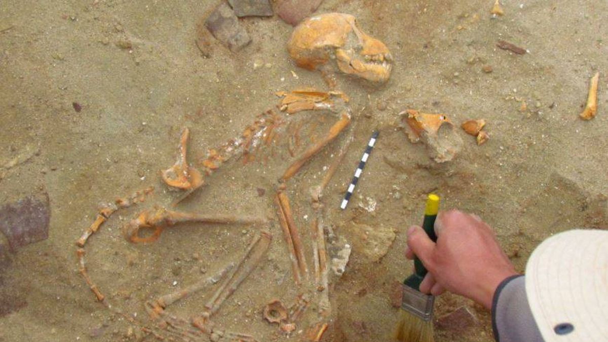 El primer cementerio de mascotas de la historia surgió en Egipto hace dos mil años 