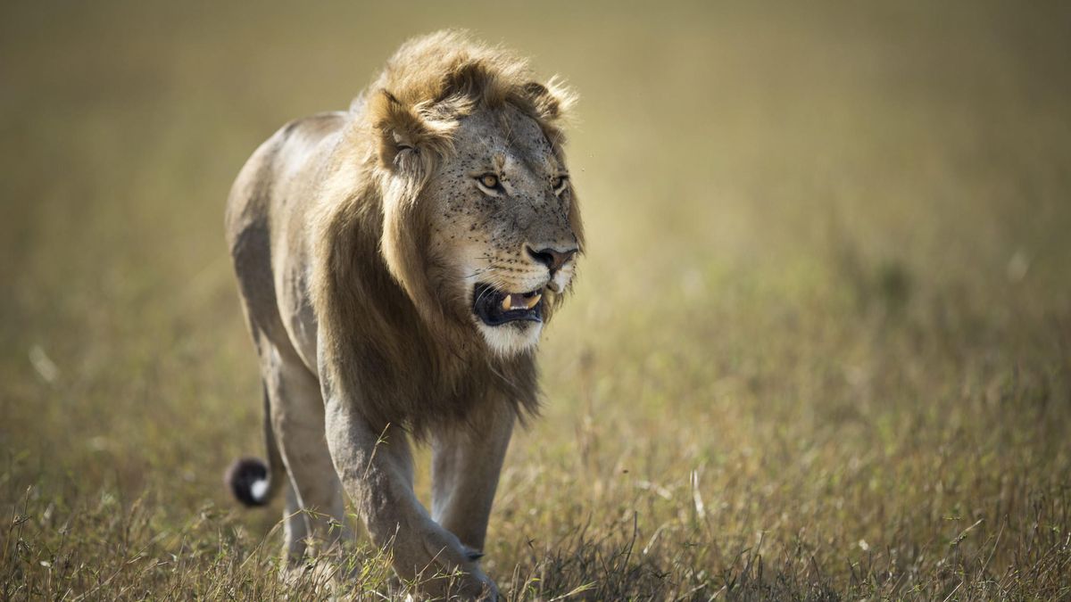 Las leyes del Serengeti: el secreto de la vida al fin desvelado