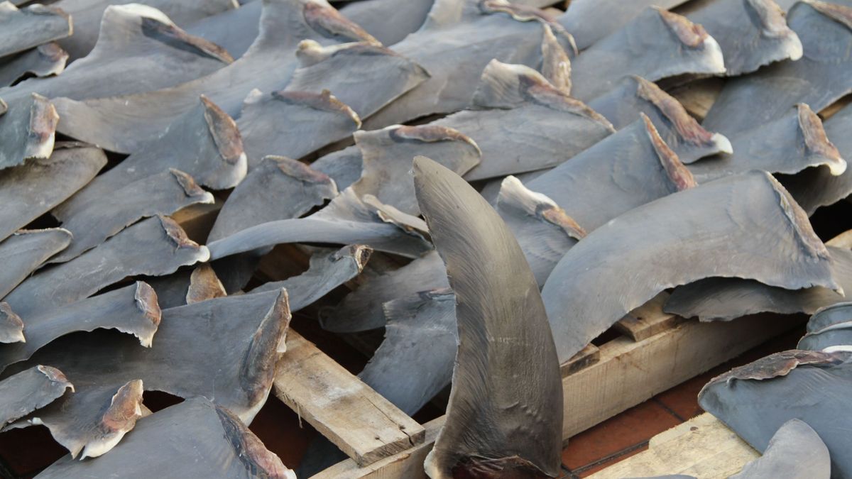 Alerta científica: podemos perder un 40% de las especies de tiburón 