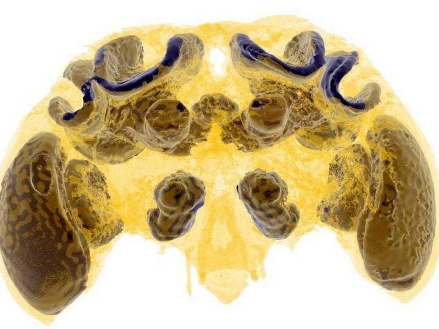 Escáner cerebral de una abeja. Foto: Imperial Collegue de Londres.