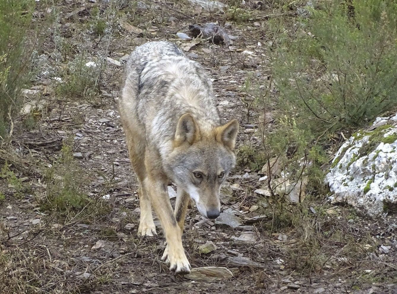Imagen de archivo de un lobo ibérico. (EFE) 