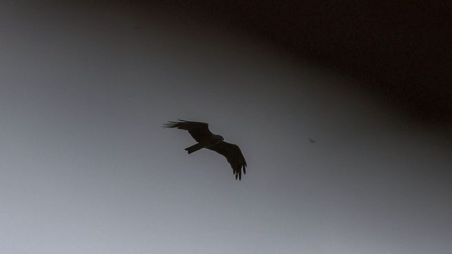 Foto de Un águila vuela bajo un cielo tormentoso de Lugo 