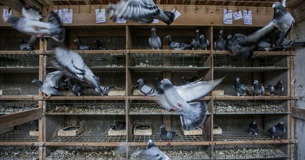 Foto: Ejemplares jóvenes de palomas en un criadero. (EFE) 